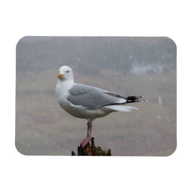 Imán Gaviota Valiente De Pie Sobre Poste En Tormenta De (Horizontal)