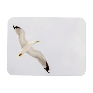 Imán Gaviota voladora