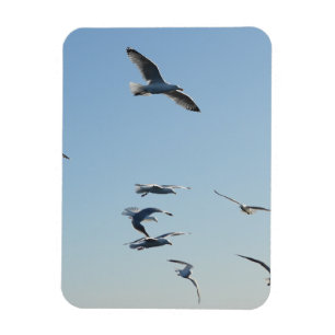 Imán Gaviotas Elegantes en Vuelo Ascendiendo Cielo Azul