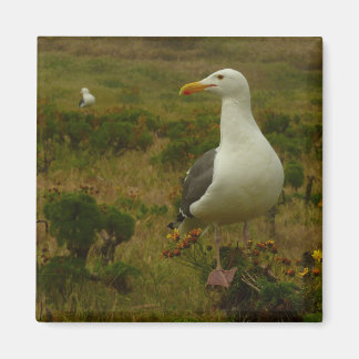 Imán Gaviotas en la isla de Anacapa