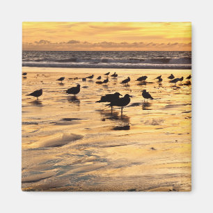 Imán Gaviotas en la playa al atardecer