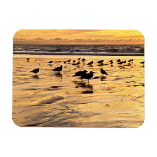 Imán Gaviotas en la playa al atardecer