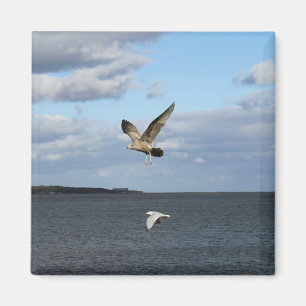 Imán Gaviotas en vuelo