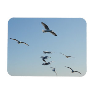 Imán Gaviotas volando alto con cielo azul relajante