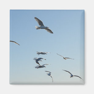 Imán Gaviotas volando en libertad en el cielo azul cost