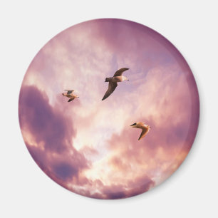 Imán Gaviotas volando en un cielo de puesta de sol