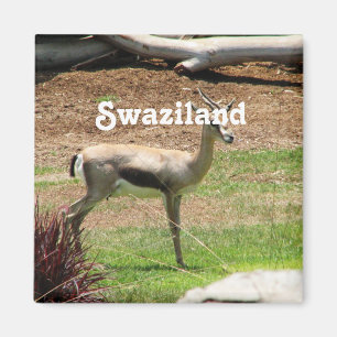 Imán Gazelle de Swazilandia