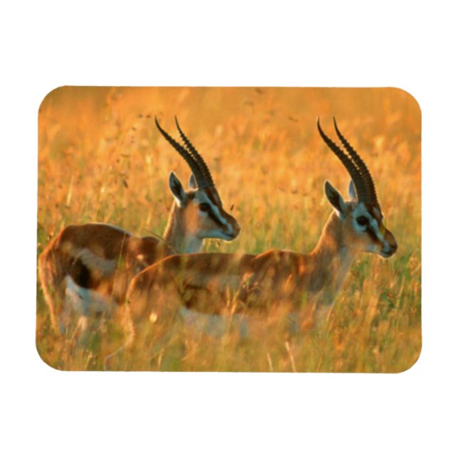 Imán Gazelle de Thomson (Gazella Thomsonii) al amanecer (Horizontal)