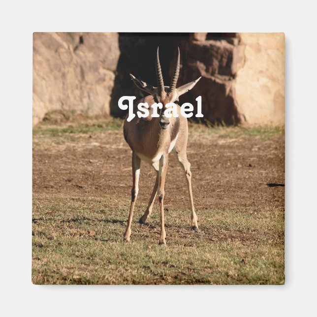 Imán Gazelle israelí (Frente)