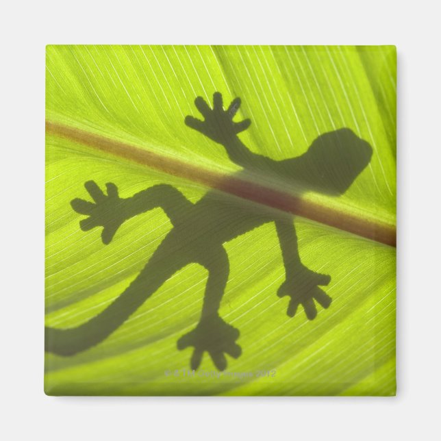 Imán Gecko (Frente)