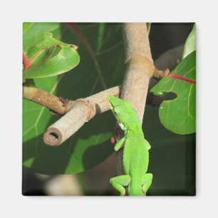 Imán Gecko Chameleon Magnet