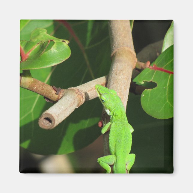 Imán Gecko Chameleon Magnet (Frente)