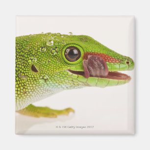 Imán Gecko del día de Madagascar (madagascariensis de