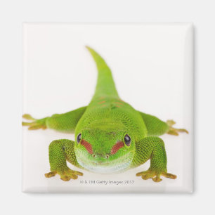 Imán Gecko del día de Madagascar (madagascariensis de