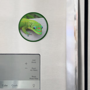 Imán Gecko del Día del Polvo de Oro - Audición y conseg