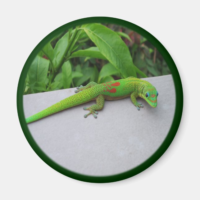 Imán Gecko del Día del Polvo de Oro - Audición y conseg (Frente)