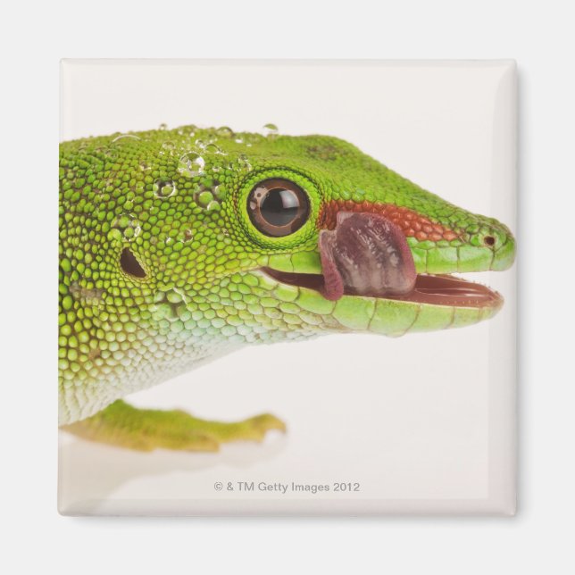 Imán Gecko diurno de Madagascar (Phelsuma madagascarien (Frente)
