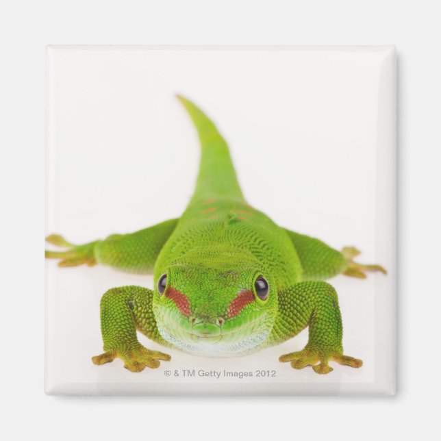 Imán Gecko diurno de Madagascar (Phelsuma madagascarien (Frente)