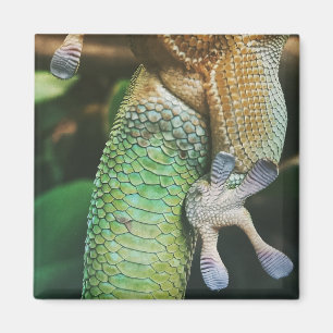 Imán Gecko Feet