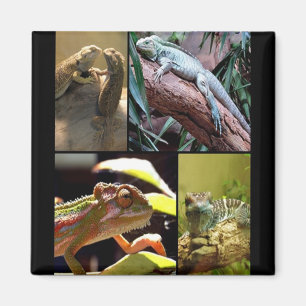 Imán Gecko lagartos y Chameleons