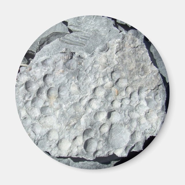 Imán Geer Road Fossils (Frente)