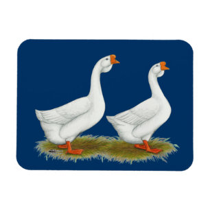 Imán Geese africano blanco