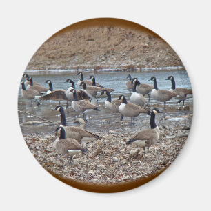 Imán Geese de Canadá en el embalse de Green Lane
