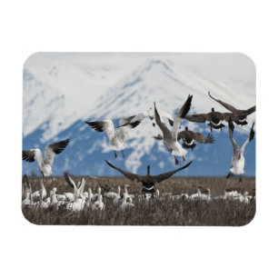 Imán Geese dispersivo