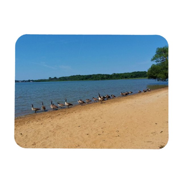 Imán Geese en el lago Silver, Wisconsin (Horizontal)