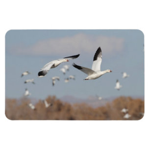 Imán Geese en los cielos de Bosque