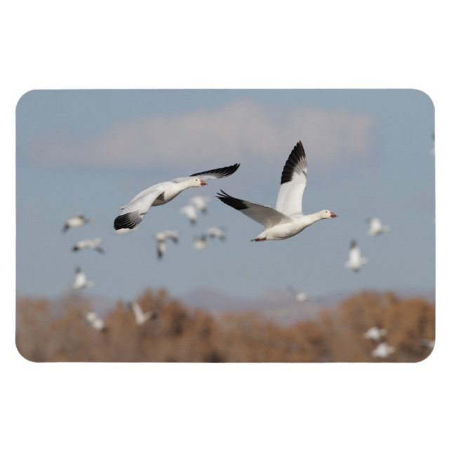 Imán Geese en los cielos de Bosque (Horizontal)