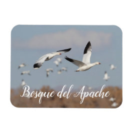 Imán Geese en los cielos del Bosque del Apache
