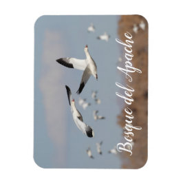 Imán Geese en los cielos del Bosque del Apache