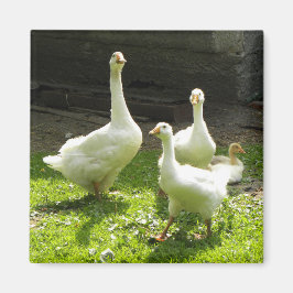 Imán Geese ucraniano