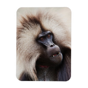 Imán Gelada Baboon, Etiopía
