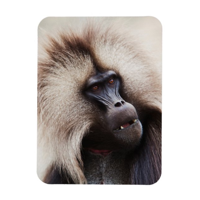 Imán Gelada Baboon, Etiopía (Vertical)