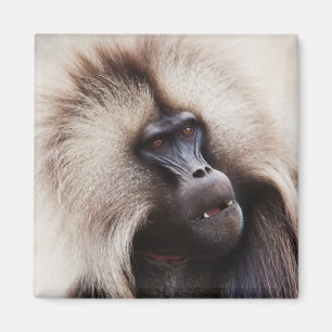 Imán Gelada Baboon, Etiopía