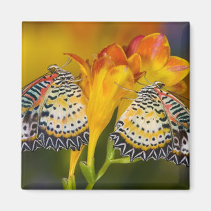 Imán Gemelas Mariposas Tropicales