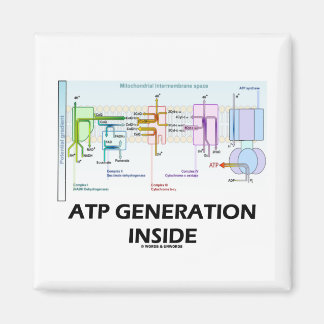Imán Generación ATP Interior (Cadena de transporte elec