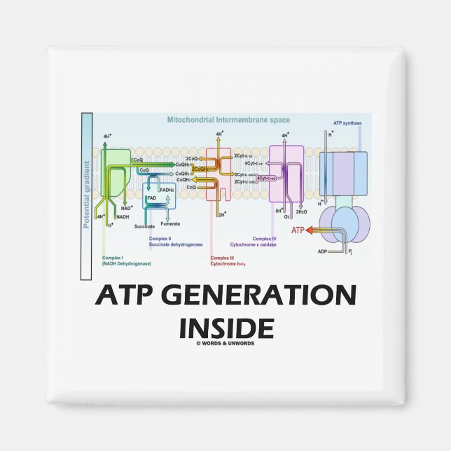 Imán Generación ATP Interior (Cadena de transporte elec (Frente)