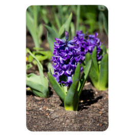 Imán Geocinth azul en primavera