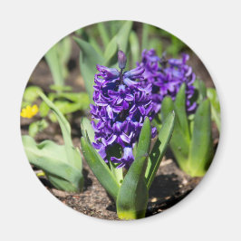 Imán Geocinth azul en primavera