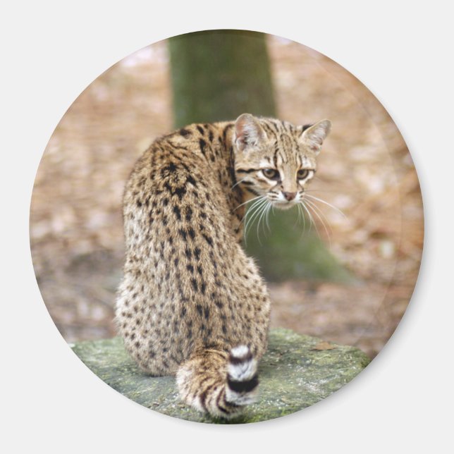 Imán geoffroy-cat-004 (Frente)