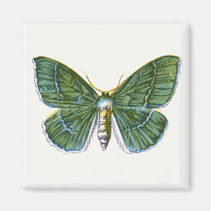 Imán Geometra papilionaria - La gran esmeralda