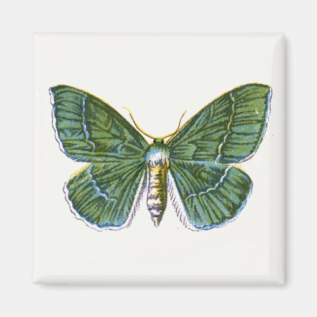 Imán Geometra papilionaria - La gran esmeralda (Frente)