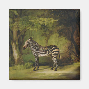 Imán George Stubbs el   una cebra, 1763 (aceite en