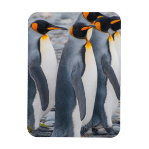 Imán Georgia del Sur. Pingüinos rey