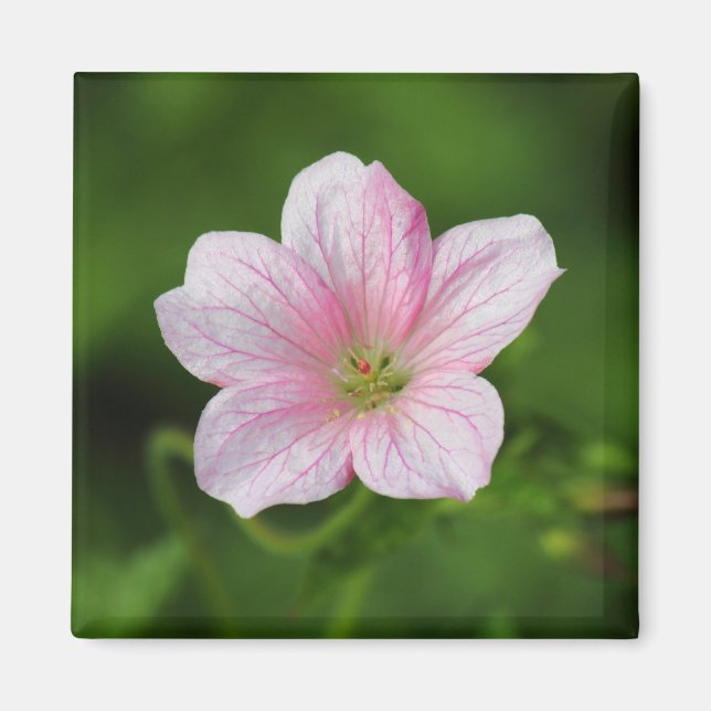 Imán Geranium (Frente)