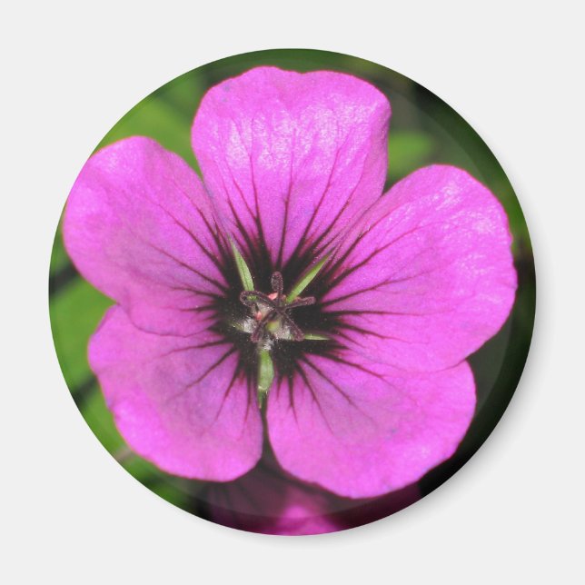 Imán Geranium Magnet (Frente)