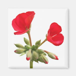 Imán Geranium Magnet